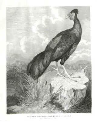 birds antique prints The Fire-Backed Pheasant of Java. Drawn by S. Edwards 1796.