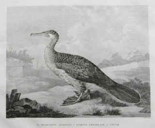 antique copper plate engraving of the Pelicanus Sinensis or Fishing Corvorant of China. Drawn by S. Edwards.