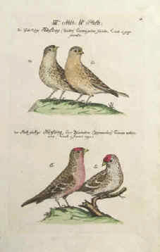 Sperlingsvögel, Hänfling, Zeisige, kolorierte Kupferstiche Vögel von Frisch.