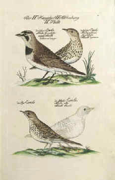 Lerchen Vögel: Die Schnee-Lerche, Wiesenlerche, Alaudidae. Antiker Kupferstich von Frisch, 1740.