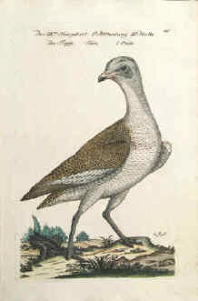 Vogel Der Trapp, Trappe, Trappen, Otididae, Trapp-Vögel 1763.