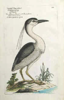 Vögel, Reiher, Graureiher, Fischreiher, Ardeidae alter Kupferstich von Frisch 1763.