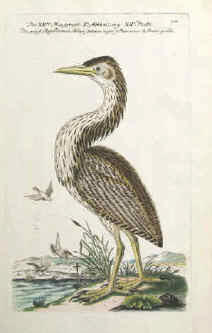 Vogel - Die große Rohrdomel. Botaurus stellaris. Kupferstich 1763 von Frisch.
