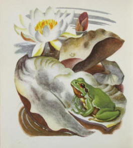 Norbertine von Bresslern-Roth Illustration zu Professor Wüsstegern am See, 1950.