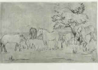 Künstlerin Eva Peeck - Pferde auf der Weide. Original Radierung von 1953.