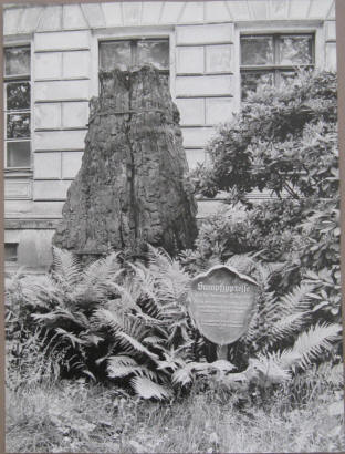 Versteinerte Sumpfzypresse im Stadtpark. Hoffmann 1974.