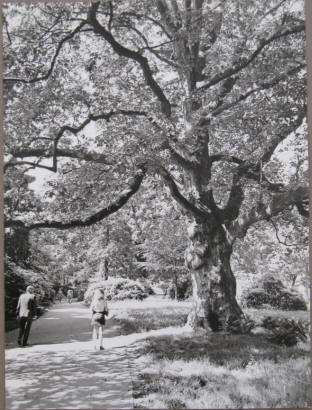 Platane im Stadtpark von Zittau. Fotograf Werner Hoffmann.