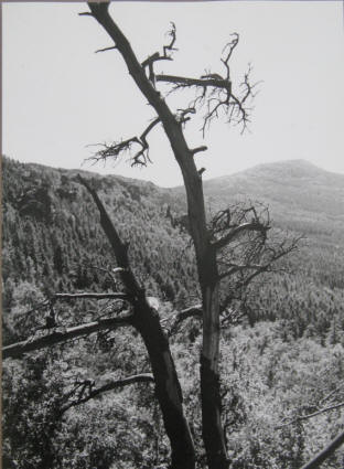 Blick zum Hochwald im Zittauer Gebirge, Foto Hoffmann.